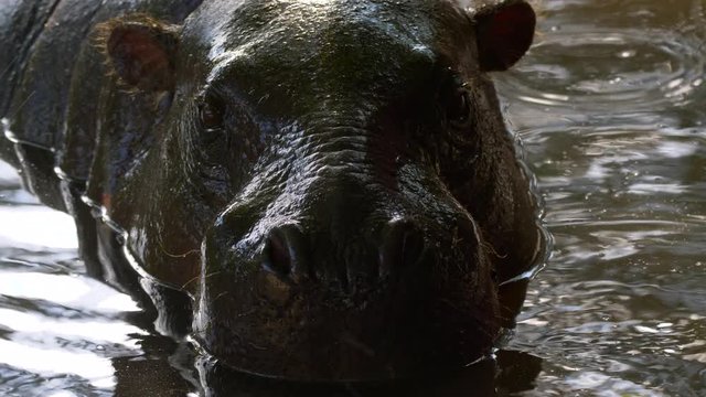 Pygmy hippopotamus (Choeropsis liberiensis)