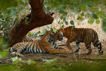 Couple of Indian tiger, male in left, female in right, first rain, wild animal, nature habitat, Ranthambore, India. Big cat, endangered animal, cat greeting. Tiger laying, green vegetation. Wild Asia.