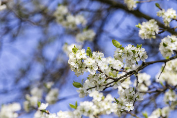 detail of blooming apple tree