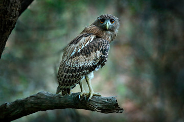Brown Fish-owl, Ketupa zeylonensis, rare bird from Asia. India beautiful owl in the nature forest habitat. Bird from Ranthambore, India. Fish owl sitting on the branch in the dark green tropic forest.