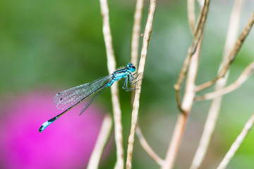 Bluetail damselfly on a twig