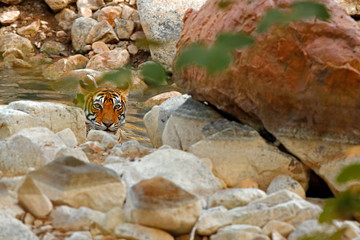 Tiger laying in forest water pond. Wild Asia. Indian tiger with first rain, wild animal in the nature habitat, Ranthambore, India. Big cat, endangered animal. End of dry season, stone rock habitat.