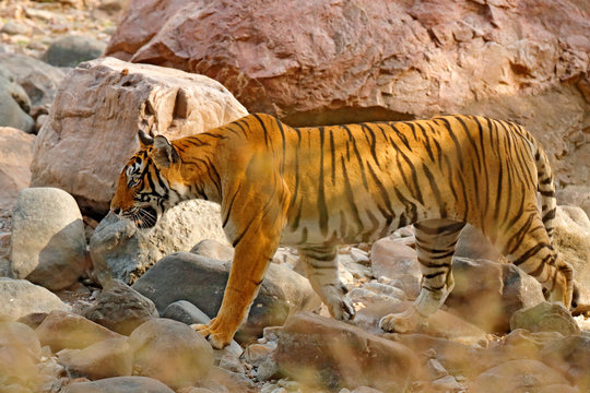 Tiger walking in stones. Wild Asia. Indian tiger with first rain, wild animal in the nature habitat, Ranthambore, India. Big cat, endangered animal. End of dry season, stone rock habitat. Cat in rock.