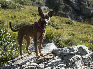 Cagnolino in Montagna