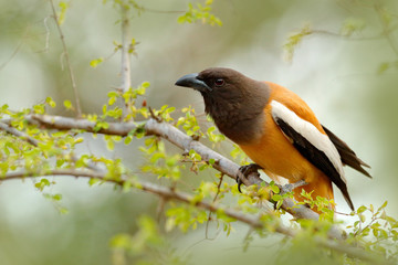 Fototapeta premium Rufous Treepie, Dendrocitta vagabunda, detail portrait of bird from Ranthambore, India forest, tree branch. Wildlife scene with India birds, art view of nature, green vegetation.