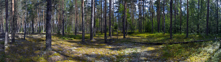 Obraz premium pine forest with flower meadow. background panorama