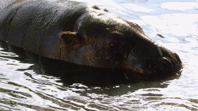 Pygmy hippopotamus (Choeropsis liberiensis)