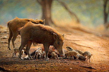 Pig Family, Indian Boar, Ranthambore National Park, India, Asia. Big family on gravel road in the...