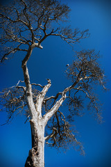 old rotten tree on the background of blue sky. vignetting for artistic effect