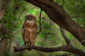Brown Fish-owl, Ketupa zeylonensis, rare bird from Asia. India beautiful owl in nature forest habitat. Bird from Ranthambore, India. Fish owl sitting on the branch in the dark green tropic forest.