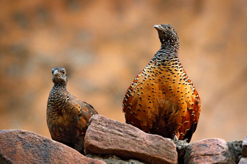 Painted Spurfowl, Galloperdix lunulata, Ranthambore, India, Asia. Bird sitting on the stone. Francolin in the nature habitat. In safari. Wildlife scene from nature. Pair of bird, male and female.