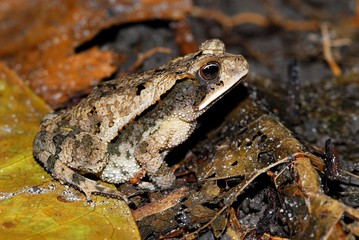 Naklejka premium Rana en Belize