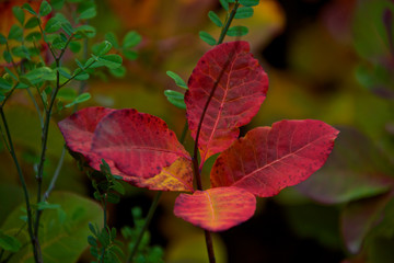 colori dell'autunno