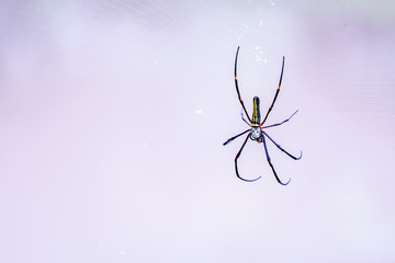 Colorful Spider(Araneae) on its own transparent web with bright purple background