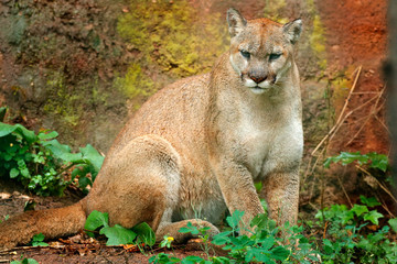 Naklejka premium Danger Cougar sitting in the green forest. Big wild cat in the nature habitat. Puma concolor, known as the mountain lion, puma, panther. in green vegetation, Mexico. Wildlife scene from nature.