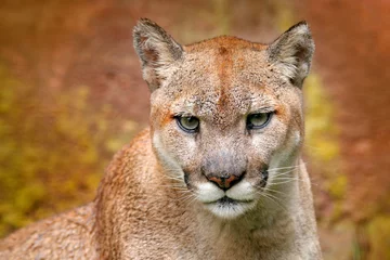 Tuinposter Portret van poema. Gevaar Cougar zittend in het groene bos. Grote wilde kat in de natuur habitat. Puma concolor, bekend als bergleeuw, puma, panter, groene vegetatie, Mexico. Wildlife scène, natuur. © ondrejprosicky