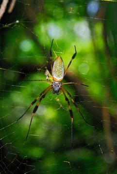 Araña en Belize