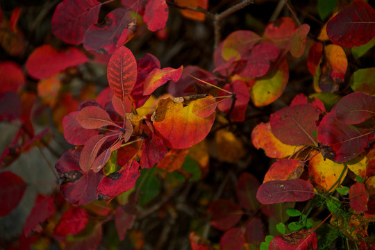 colori dell'autunno