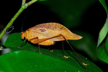 Insecto hoja (Belize)