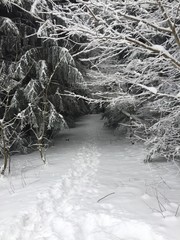 Schneeweg im Wald