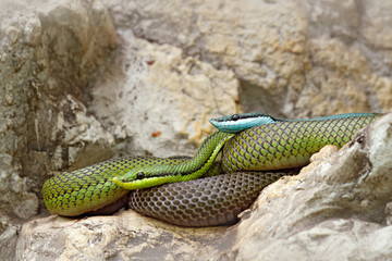 Philodryas baroni, Baron's green racer, stone near river habitat. Wildlife scene from nature. Snake from Bolivia, Argentina, Paraguay. Green and blue snake in wet rocky forest.