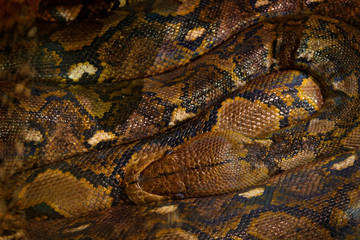 Reticulated python, Python reticulatus, Southeast Asia. World's longest snakes, art view on nature. Python in nature habitat, India, Thailand. Snake from forest, hidden head. Wildlife scene.