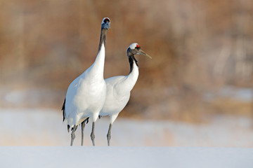 Snowy winter. Dancing pair of Red-crowned crane with open wing in flight, with snow storm, Hokkaido, Japan. Bird in fly, winter scene with snow. Snow dance in nature. Wildlife scene from snowy nature.