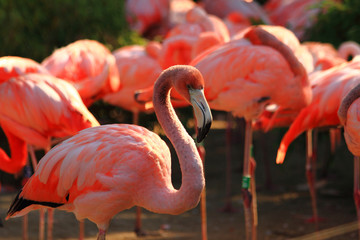 red flamingo bird