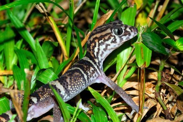 Lagarto en Belize