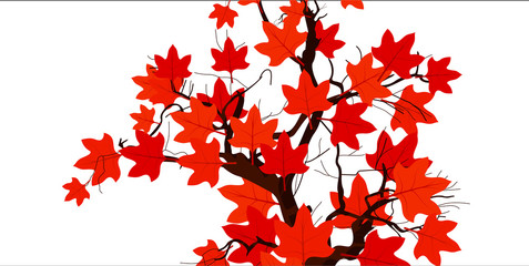 Red Maple Leaves Background