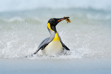 Pinguïn in het water. Grappig vogelbeeld uit de wilde natuur. Wildlife scène uit de oceaan. Wild Antarctica. Grote koningspinguïn springt uit het blauwe water terwijl hij door de oceaan zwemt op Falkland Island.