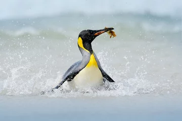 Fotobehang Pinguïn in het water. Grappig vogelbeeld uit de wilde natuur. Wildlife scène uit de oceaan. Wild Antarctica. Grote koningspinguïn springt uit het blauwe water terwijl hij door de oceaan zwemt op Falkland Island. © ondrejprosicky