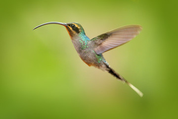Hummingbird with long beak, Green Hermit, Phaethornis guy, clear light green background, Costa Rica. Wildlife scene from nature. Bird fly in forest. Hummingbird flight.