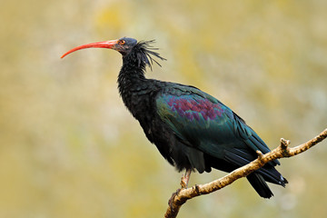 Northern Ibis sitting on the branch. Bald Ibis Geronticus eremita, exotic bird in the nature habitat, bird, evening sun light, during sunset, Marocco. Rare bird in the dark rocky stone habitat.