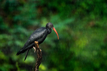 Northern Bald Ibis Geronticus eremita, exotic bird in the nature habitat, bird with rain  with beautiful evening sun light, during sunset, Marocco. Rare bird in the dark green forest in Africa.