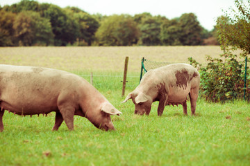 Fototapeta na wymiar Pig farm. pigs in field. Healthy pig on meadow