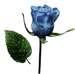 Light blue rose  on white isolated background with clipping path.  No shadows. Closeup.  A flower...