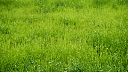 Green meadow. grass field