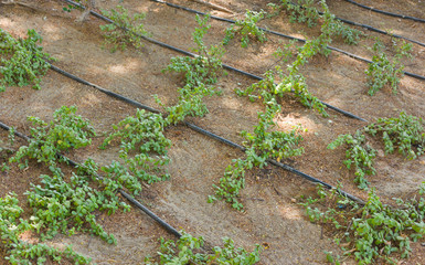 Obraz premium lawn sprinkler system