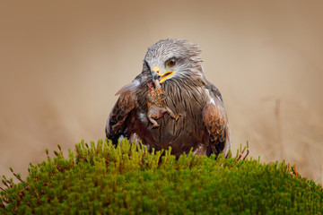 Red Kite, Milvus milvus, eating frog. Brown bird of prey sitting on moss hillock in march, grass in the background. Kite frog in the bill. Wildlife scene from nature, Germany. Bird feeding behaviour.