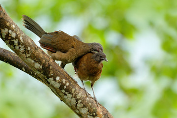 Pair of chachalaca. Grey-headed chachalaca, Ortalis cinereiceps, bird love, exotic tropic bird, forest nature habitat, pink and orange flower tree, detail portrait, Costa Rica. Wildlife scene, nature.