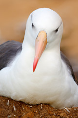 Bird portrait. Albatross sitting on the cliff. Albatross from Falkland Island. Portrait of sea bird...
