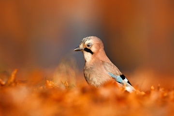 Orange forest leaves with beautiful bird. Close-up portrait of beautiful jay. Portrait of nice bird Eurasian Jay, Garrulus glandarius, with orange fall down leaves and morning sun during orange autumn