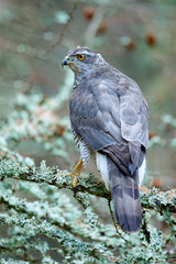 Goshawk in forest. Birds of prey Goshawk sitting on the branch in the fallen larch forest during autumn. Wood animal, wildlife scene from nature.