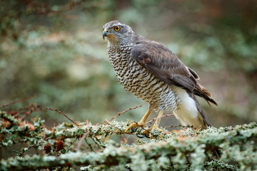 Goshawk in forest. Birds of prey Goshawk sitting on the branch in the fallen larch forest during autumn. Wood animal, wildlife scene from nature. Goshawk in Sweden nature. Bird in wood habitat.