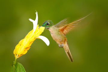 Fawn-breasted Brilliant Hummingbird, Heliodoxa rubinoides, with clear green background in Ecuador. Hummingbird in the nature habitat. Hummingbird flying next to beautiful yellow flower, tropic forest.