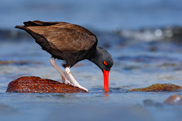 Blakish oystercatcher, Haematopus ater, with oyster in the bill, black water bird with red bill. Bird feeding sea food, in the sea, Falkland Islands. Black bird with red bill. Wildlife scene, nature.