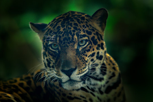 Jaguar in dark forest. Detail head portrait of wild cat. Big animal in the nature habitat. Jaguar in Costa Rica tropic forest. Close-up face portrait. Night image in jungel. Wildlife scene from jungle