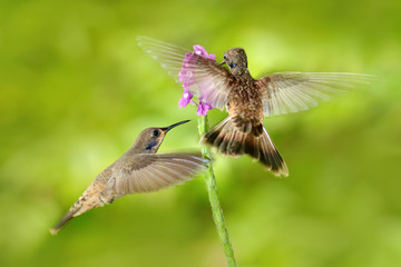 Two bird with pink flower. Hummingbird Brown Violet-ear, Colibri delphinae, bird flying next to beautiful violet bloom, nice flowered green background. Birds in the nature habitat, wild Costa Rica
