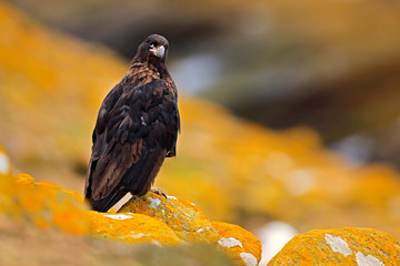 Caracara sitting on the yellow rock in Falkland Islands, Argentina. Caracara in nature habitat. Detail portrait of caracara. Young bird of prey Strieted caracara, Phalcoboenus australis.